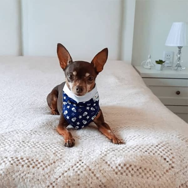 Bandana Rock Star Dupla Face