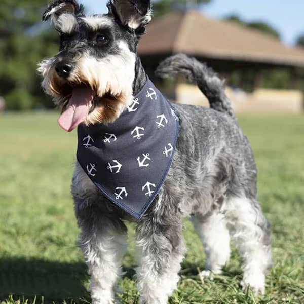 Bandana para Cachorro Disco Micro