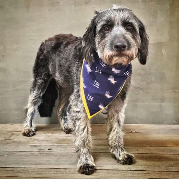 Bandana para Cachorro Disco Micro