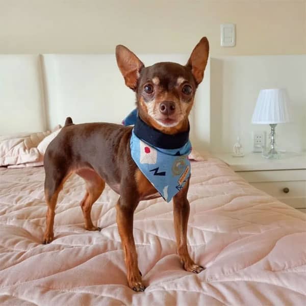 Bandana para Cães Harry Potter