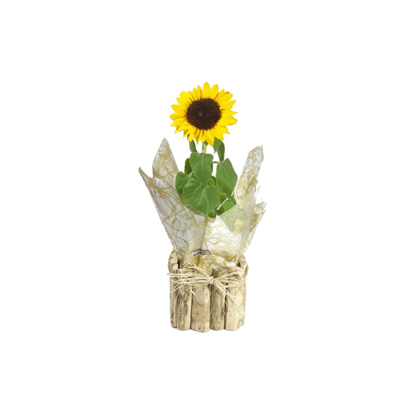 Kit Cultivo Girassol Personalizado