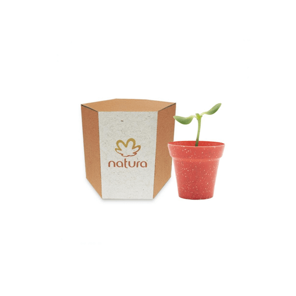 Kit Cultivo Kraft Personalizado