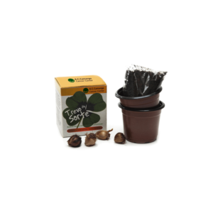 Kit Cultivo Trevo de 4 Folhas Personalizado