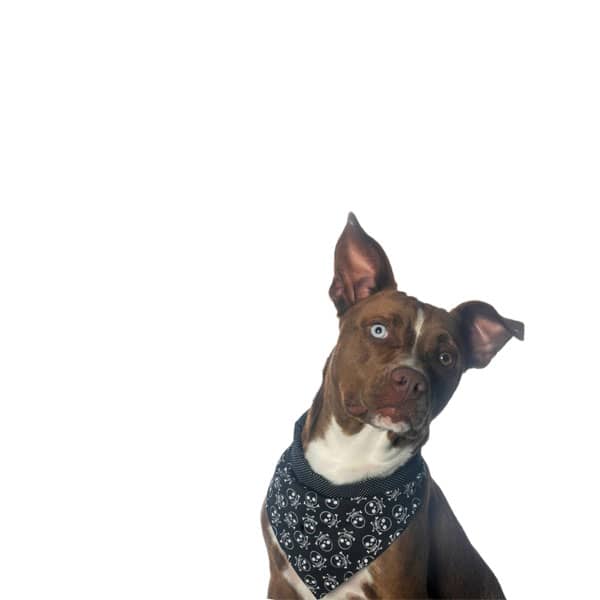 Lenços para Pet Personalizados